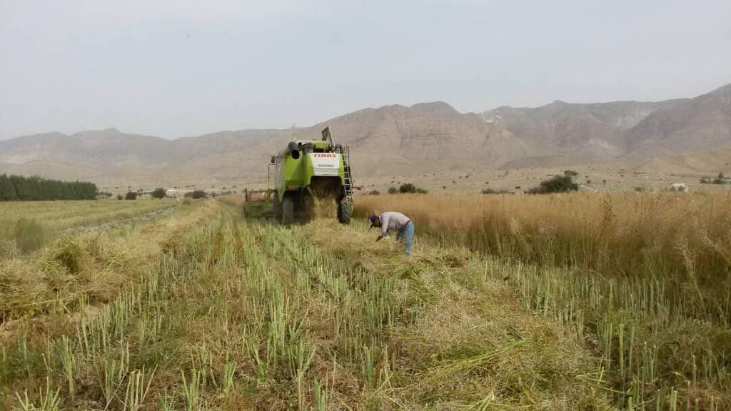 برداشت کلزا از 1128 هکتار از مزارع شهرستان لارستان آغاز شد